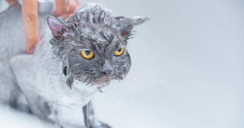 pexels/karinchantanaprayura